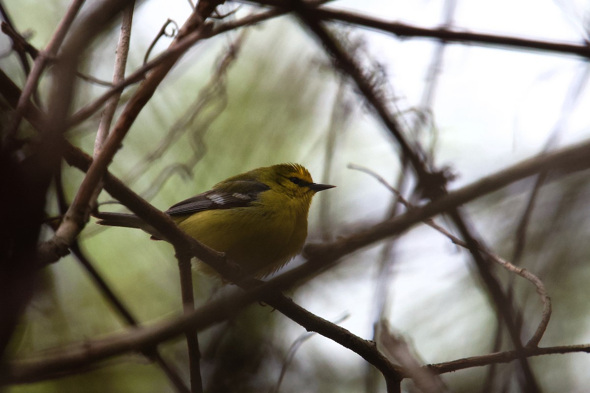 blåvingeparula - ML657437816
