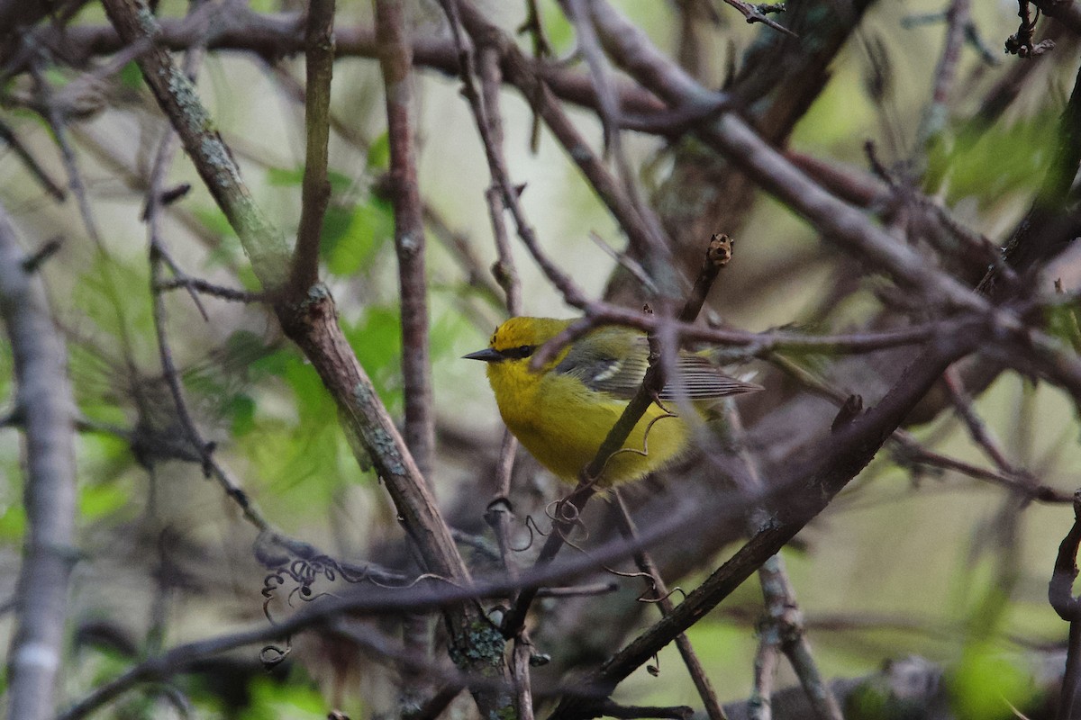 blåvingeparula - ML657437823