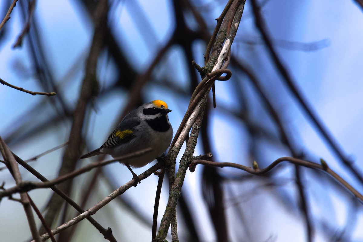 gullvingeparula - ML657437895