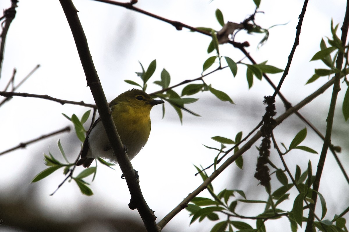 gulbrystvireo - ML657438014
