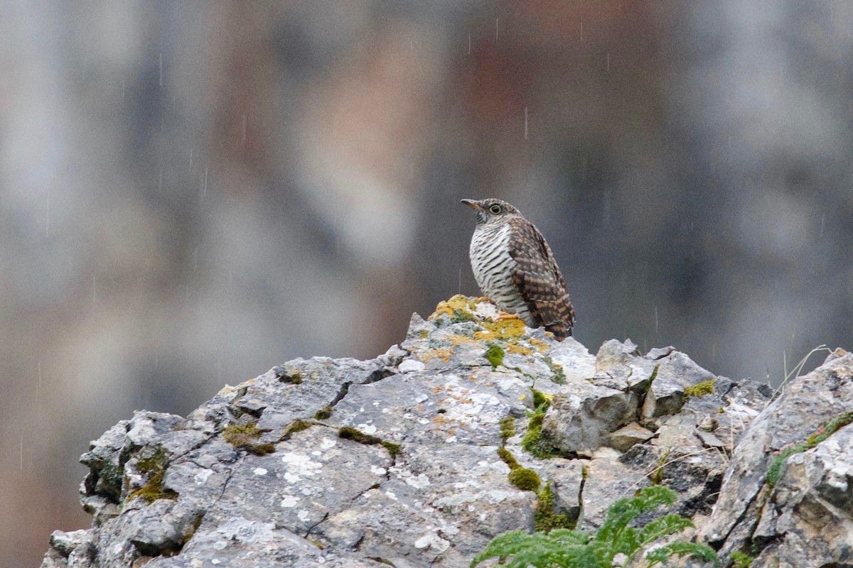 Common Cuckoo - Qin Huang