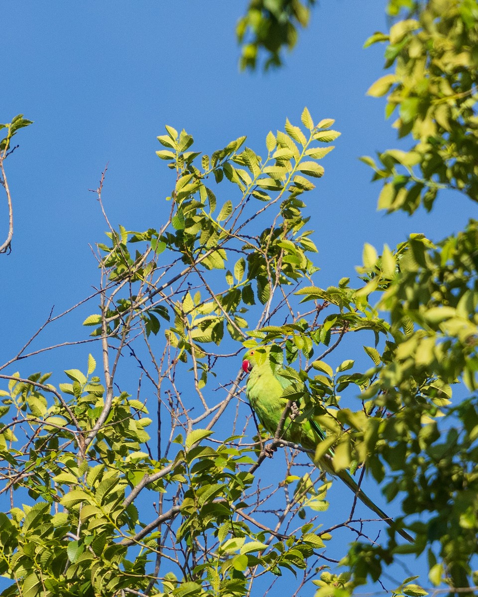 דררה - ML657438182