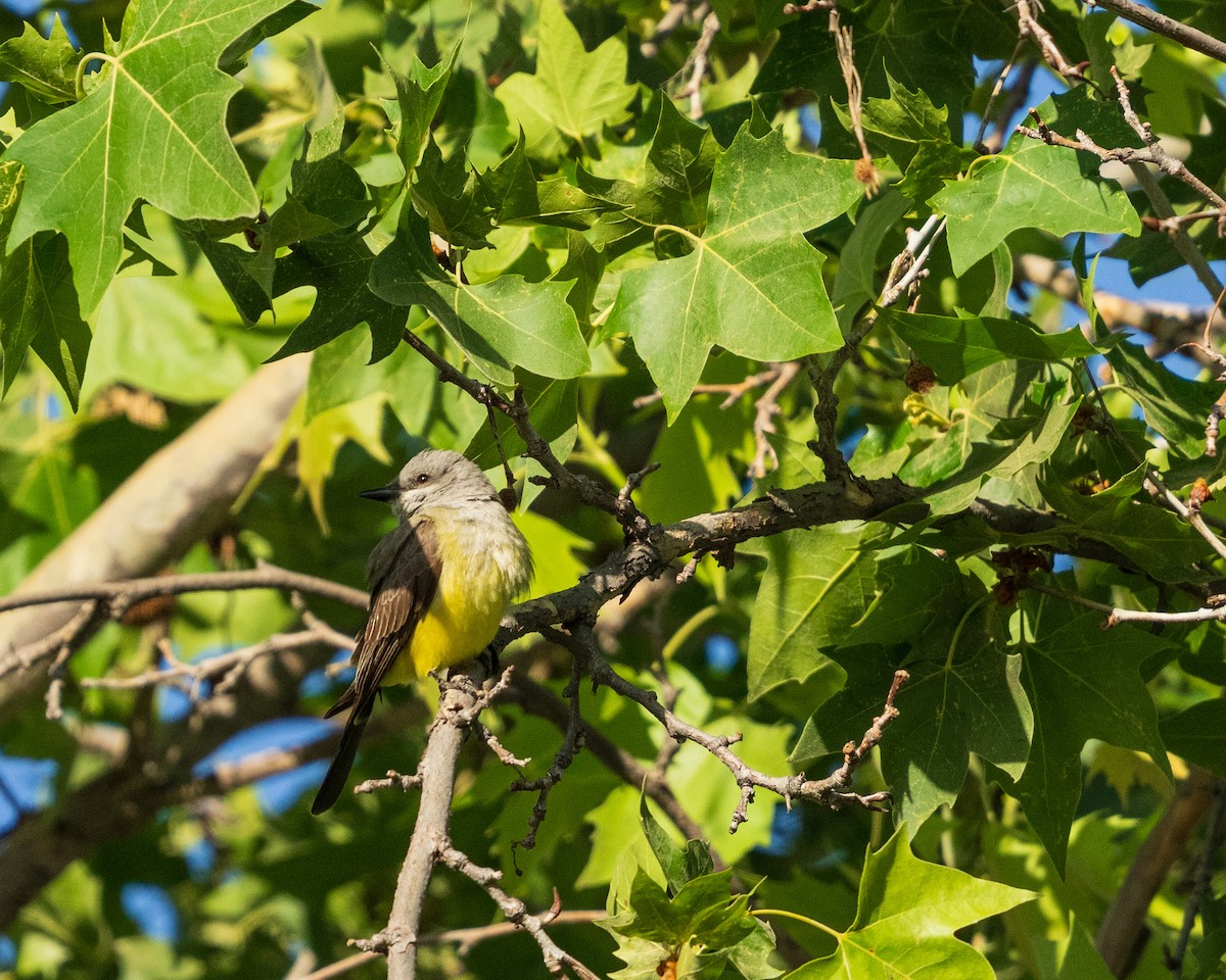 Western Kingbird - ML657438193