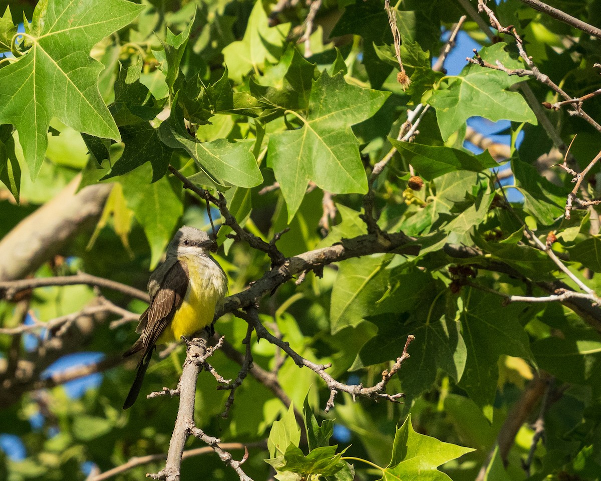 Western Kingbird - ML657438194