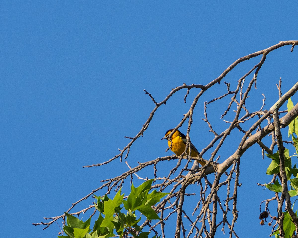 Bullock's Oriole - ML657438197