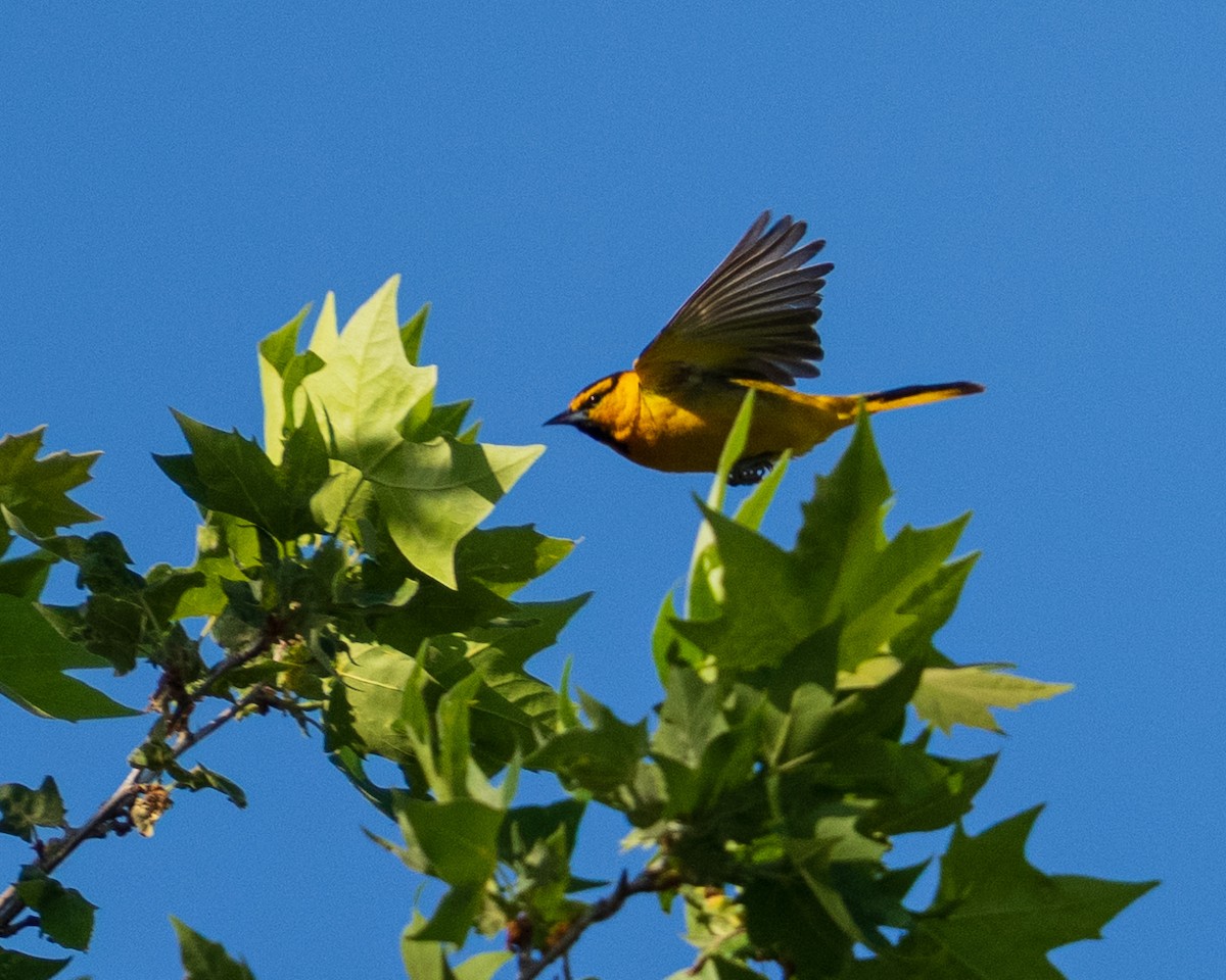 Bullock's Oriole - ML657438231