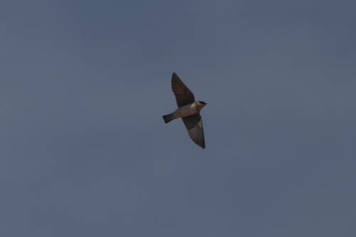 Cave Swallow - ML657438281