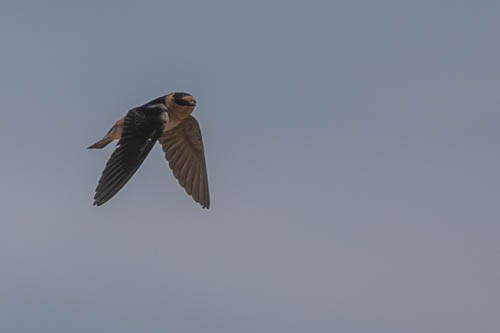 Cave Swallow - ML657438282