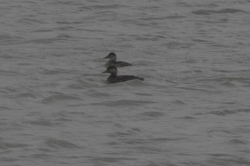 Black Scoter - ML657438306