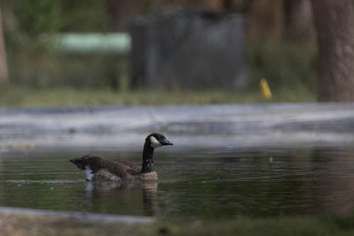 Cackling Goose - ML657438324
