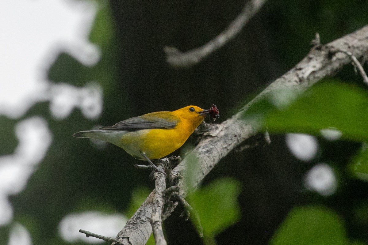 Prothonotary Warbler - ML657438449