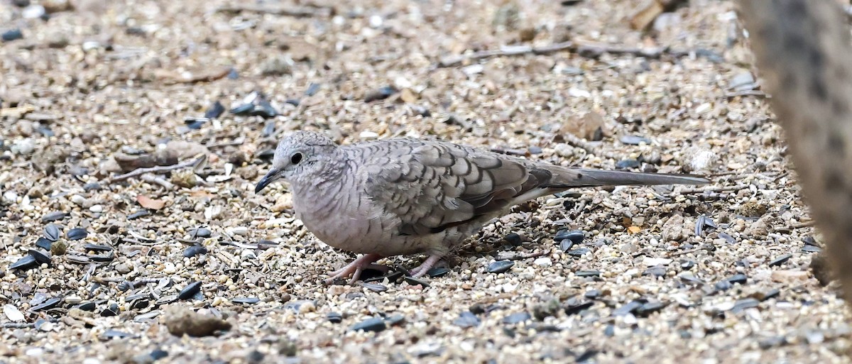 eBird Checklist - 3 May 2026 - Ash Canyon Bird Sanctuary (closed ...