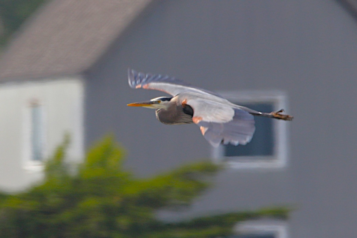 Great Blue Heron - ML657438767