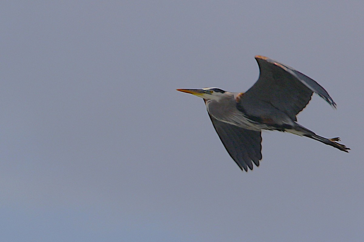 Great Blue Heron - ML657438778