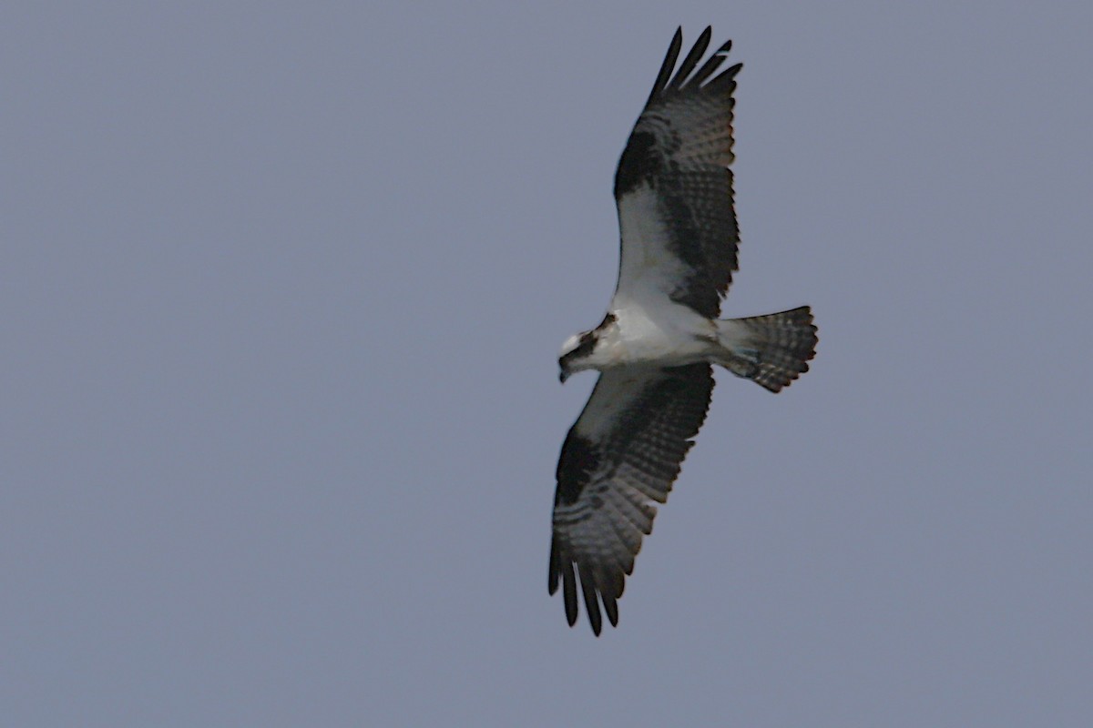 Falco pescatore - ML657438803