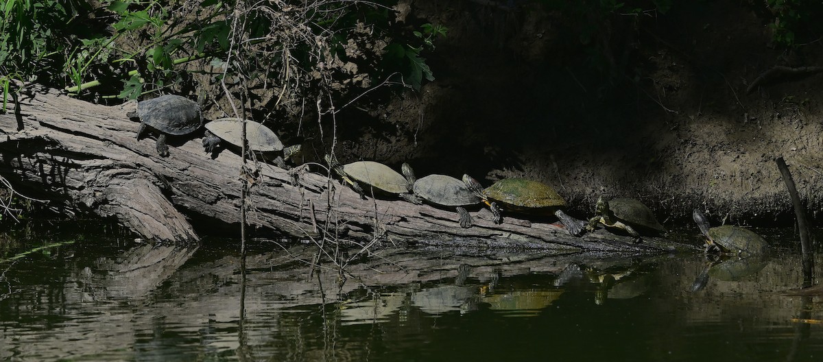 Red-eared Slider - ML657439043