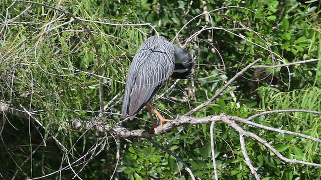 Yellow-crowned Night Heron - ML657439104