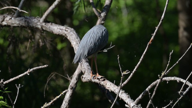 Yellow-crowned Night Heron - ML657439105