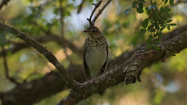 Swainson's Thrush - ML657439234