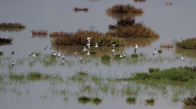 Wilson's Phalarope - ML65743961