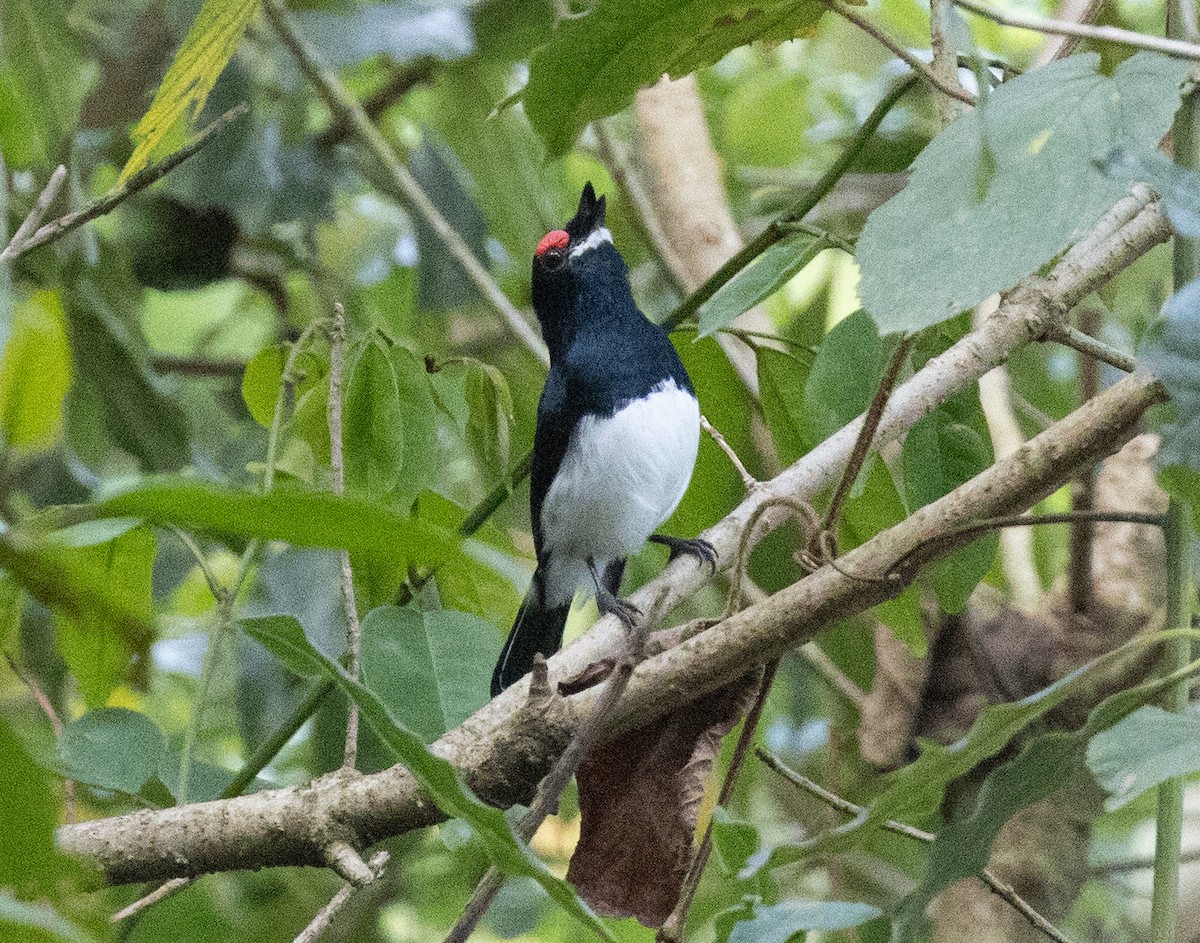 Banded Wattle-eye - ML657439697