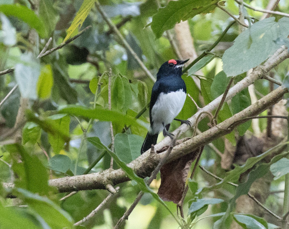 Banded Wattle-eye - ML657439699