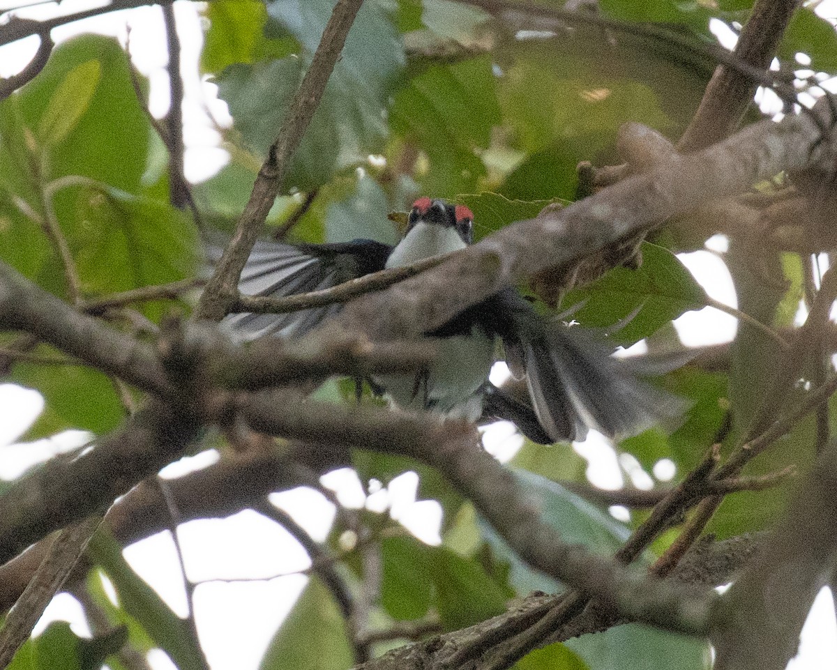 Banded Wattle-eye - ML657439703