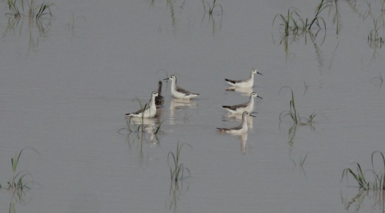 Falaropo Tricolor - ML65743981