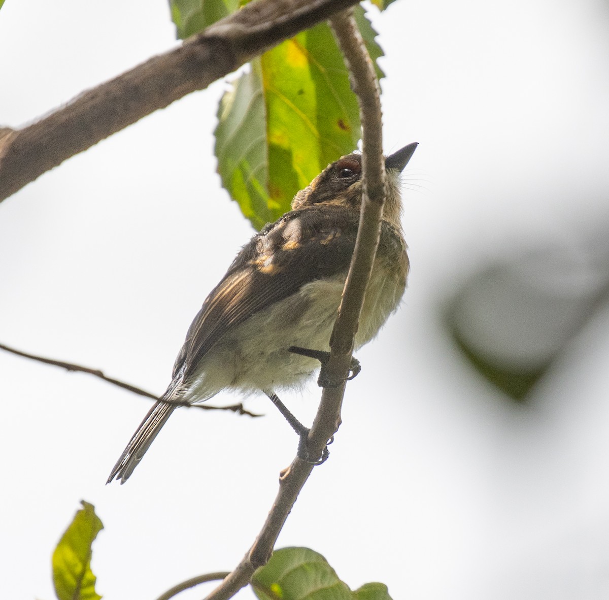 Banded Wattle-eye - ML657440767