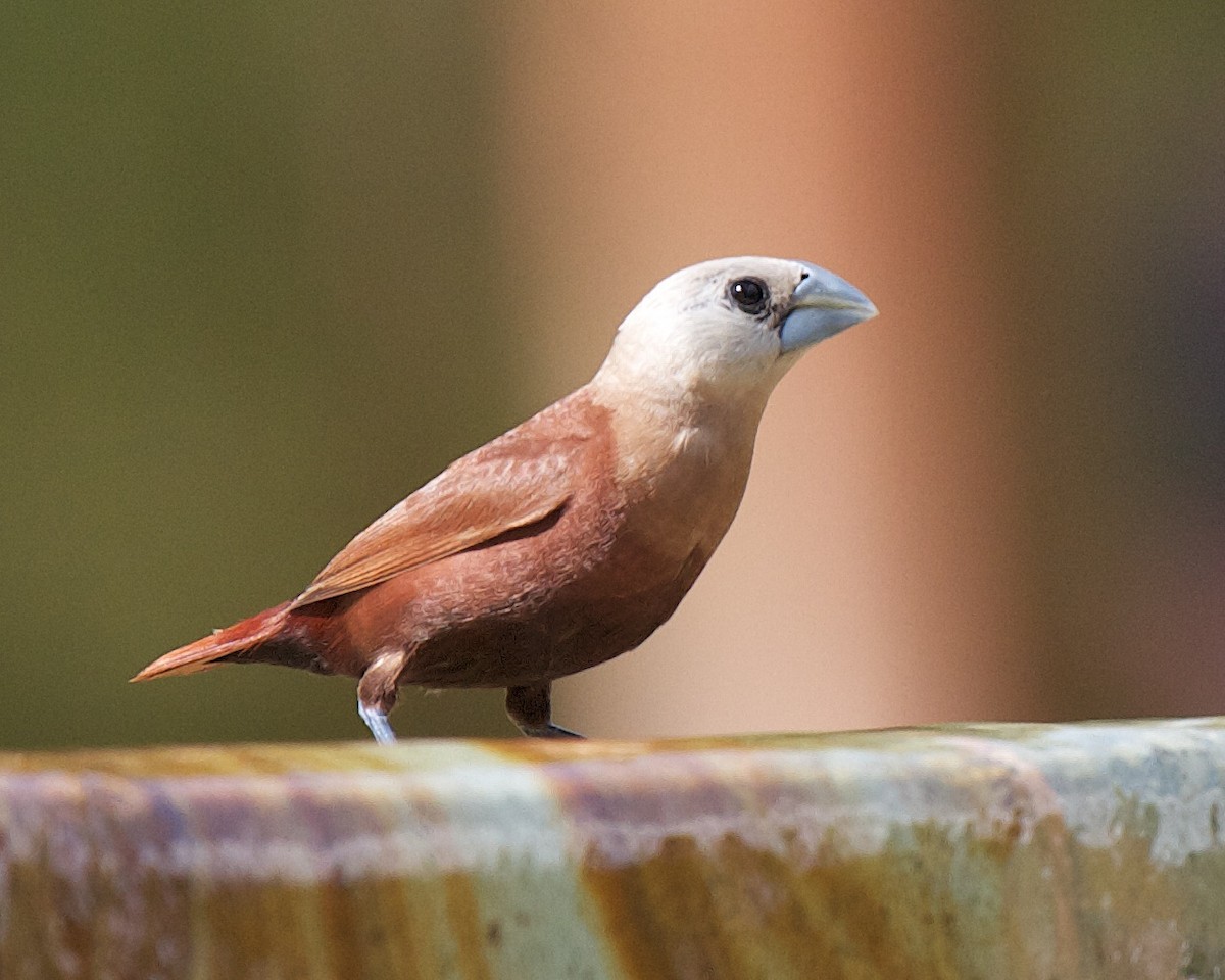 White-headed Munia - ML65744121