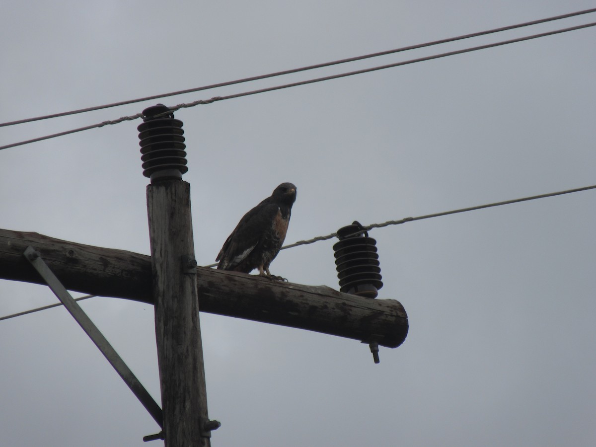 Jackal Buzzard - ML657441810