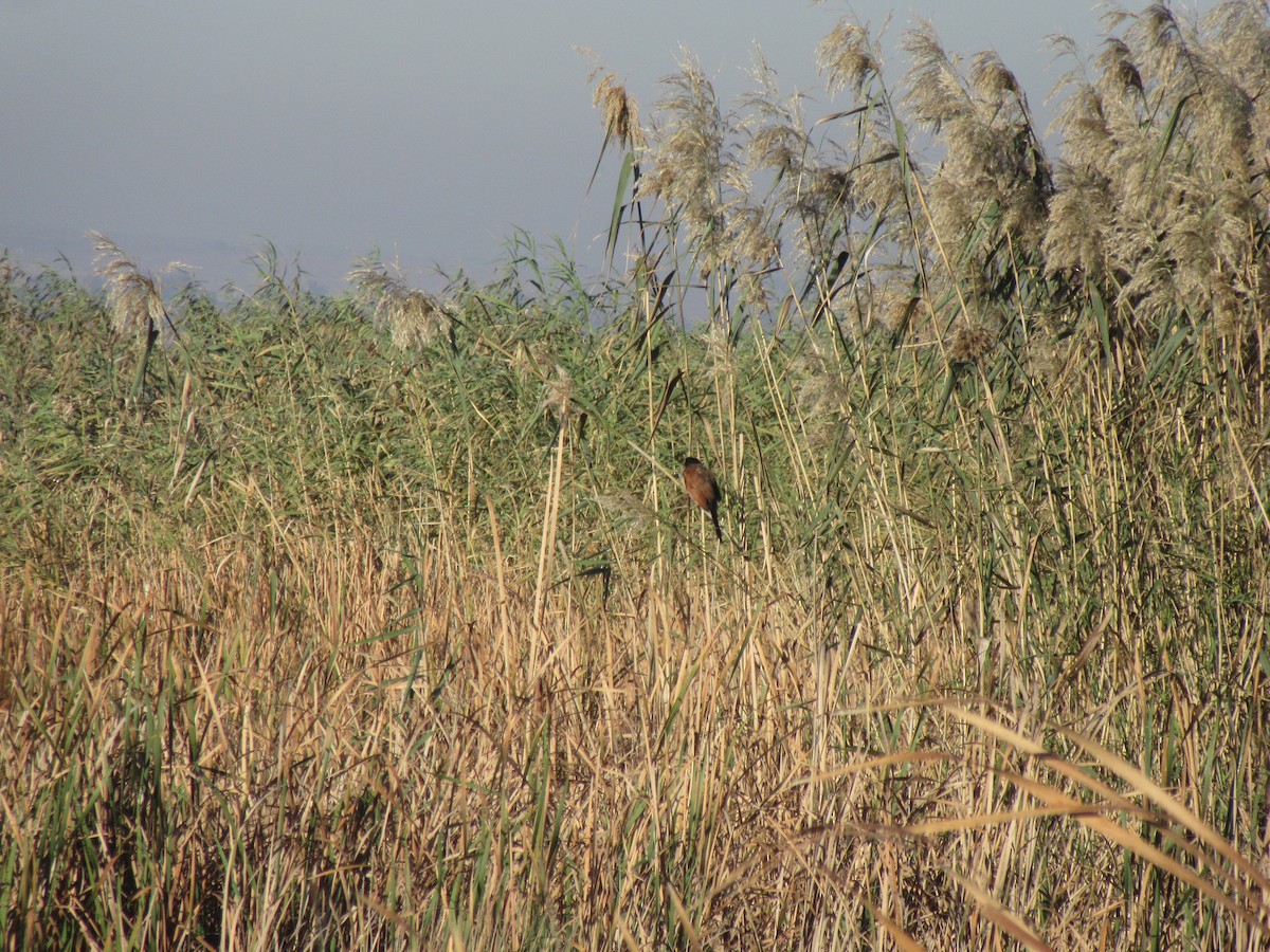 Burchell's Coucal - ML657442075