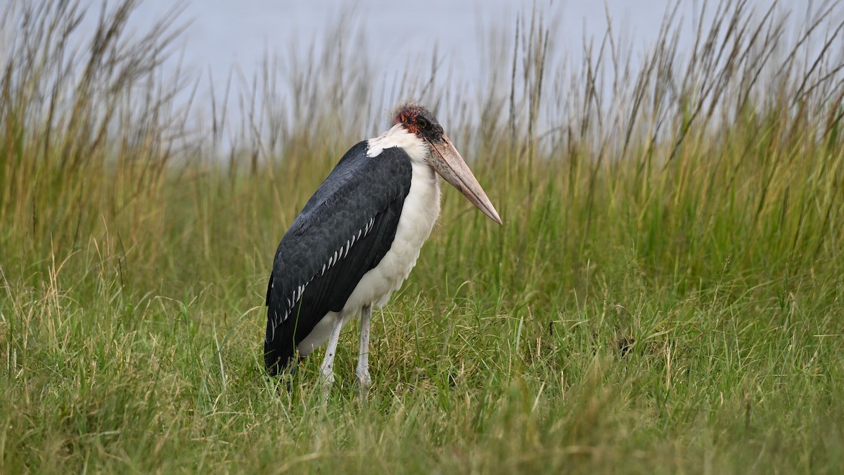 Marabou Stork - ML657443903