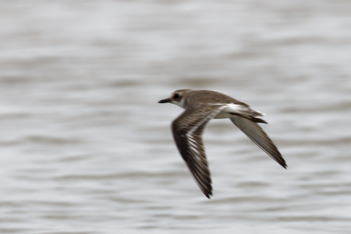 Greater Sand-Plover - ML657444211