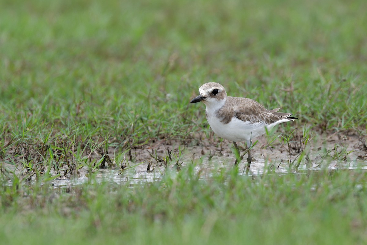 Greater Sand-Plover - ML657444212