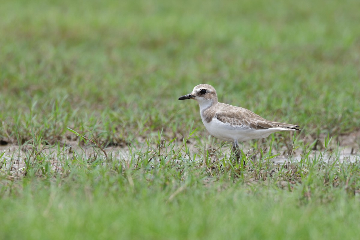 Greater Sand-Plover - ML657444213