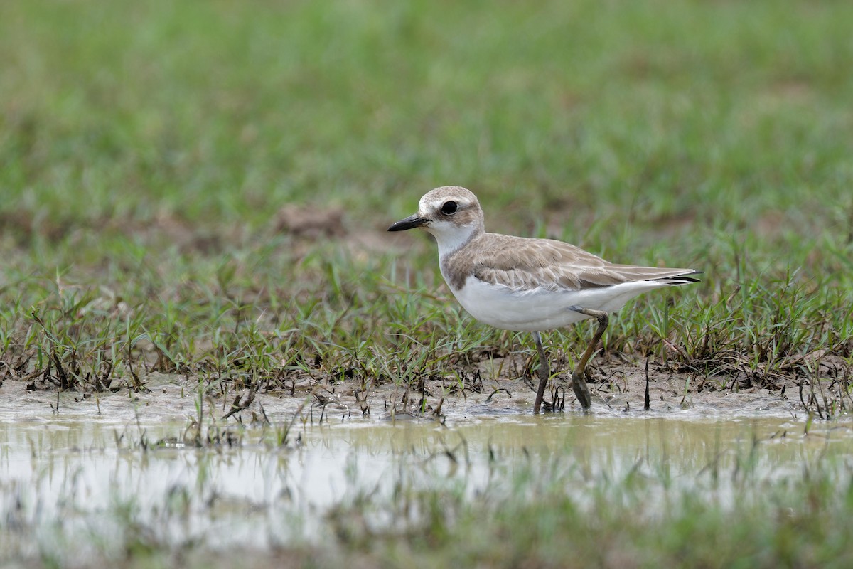 Greater Sand-Plover - ML657444214
