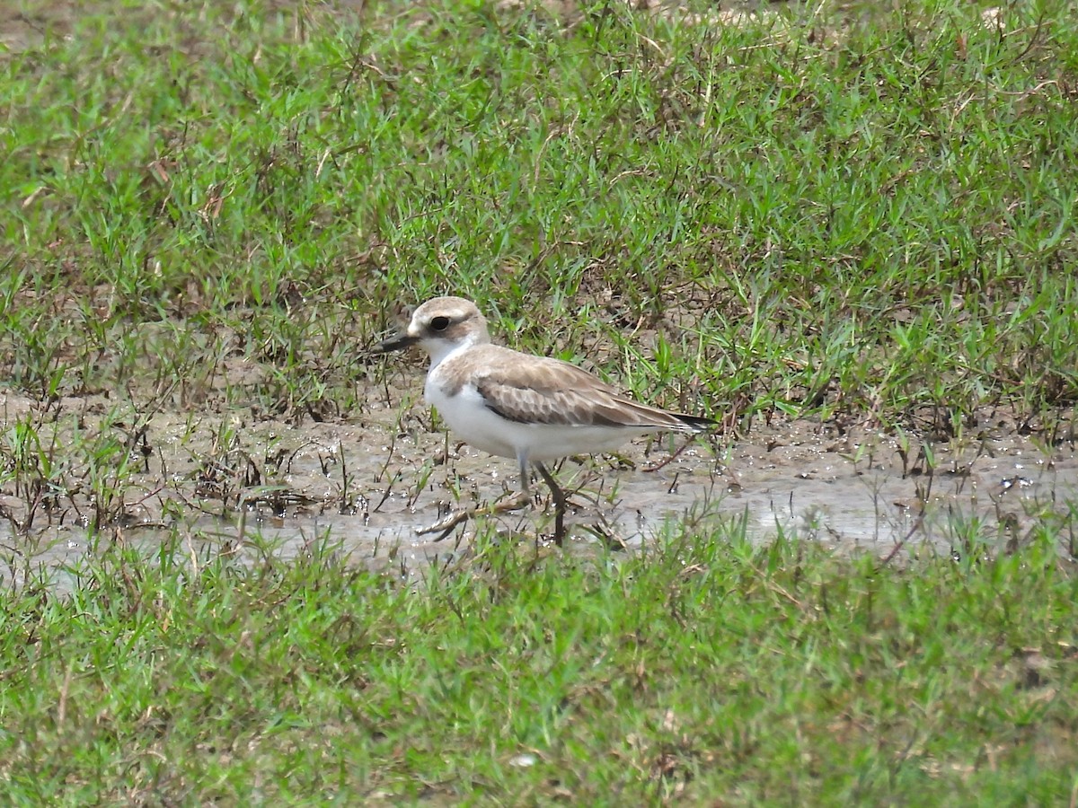 Greater Sand-Plover - ML657444396