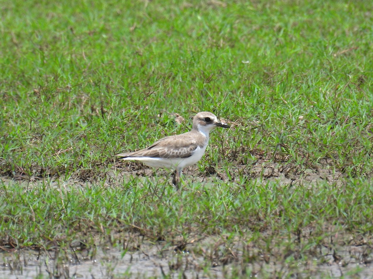 Greater Sand-Plover - ML657444397