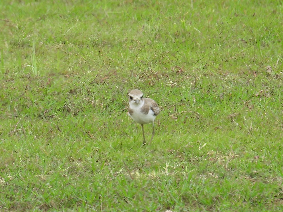 Greater Sand-Plover - ML657444398