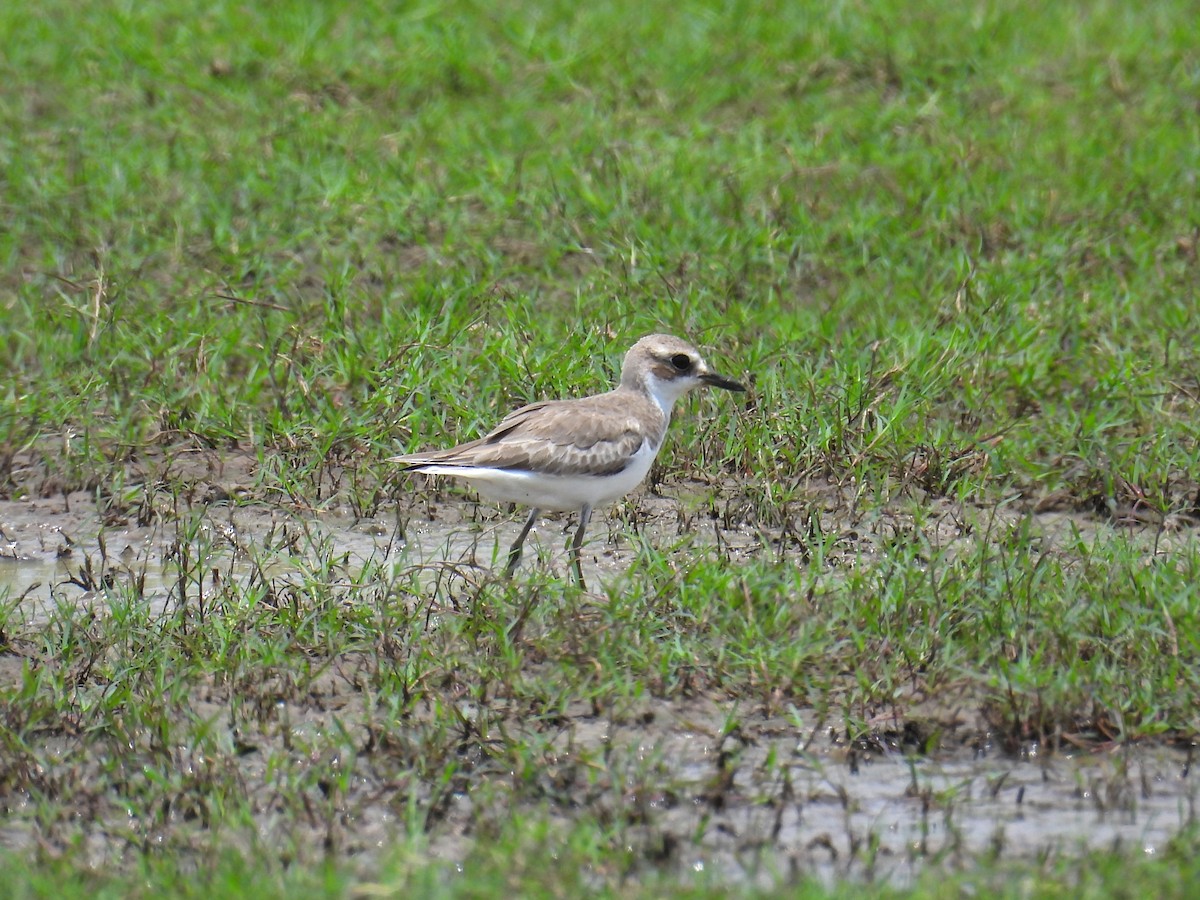 Greater Sand-Plover - ML657444399