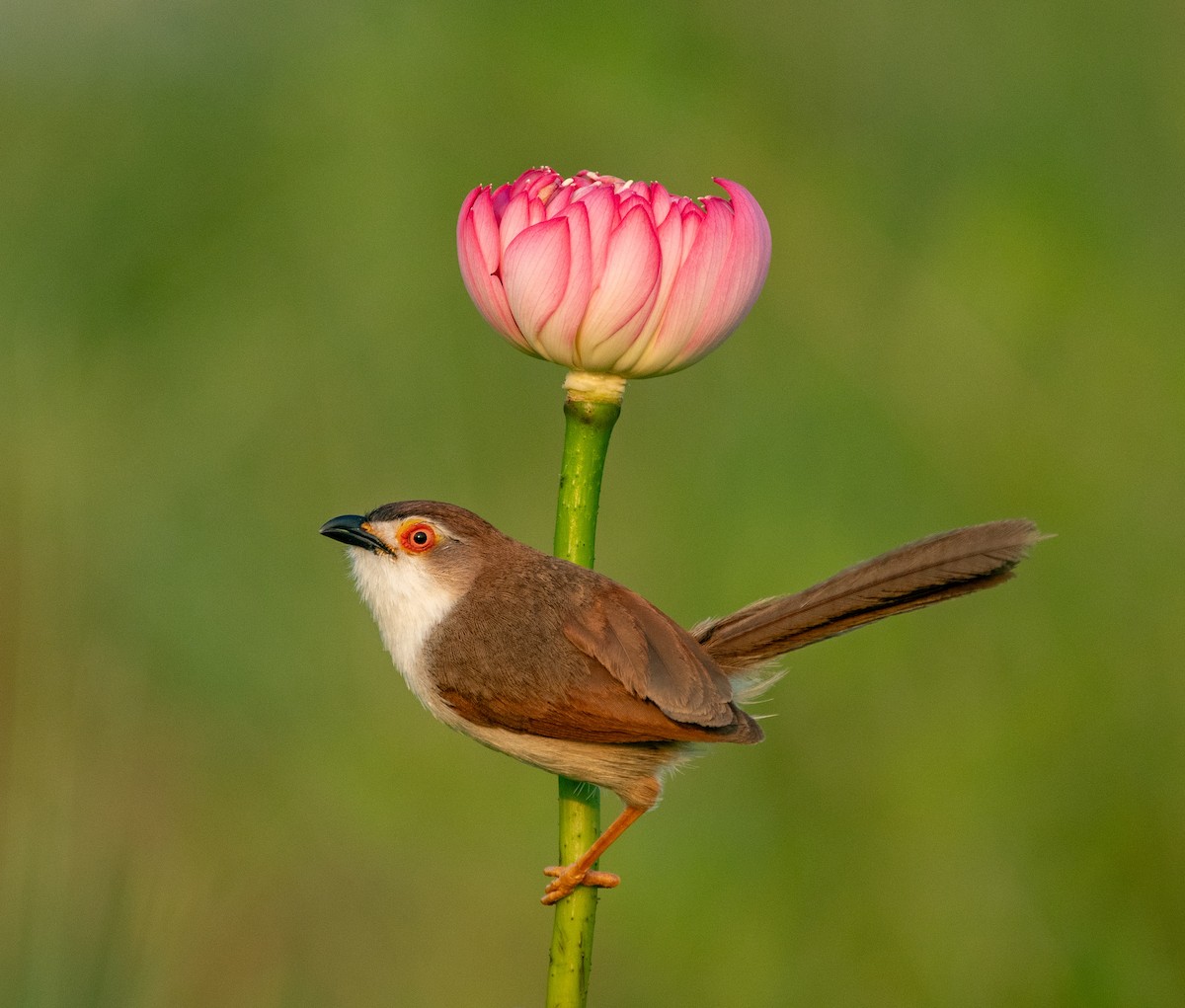 Yellow-eyed Babbler - ML657444430