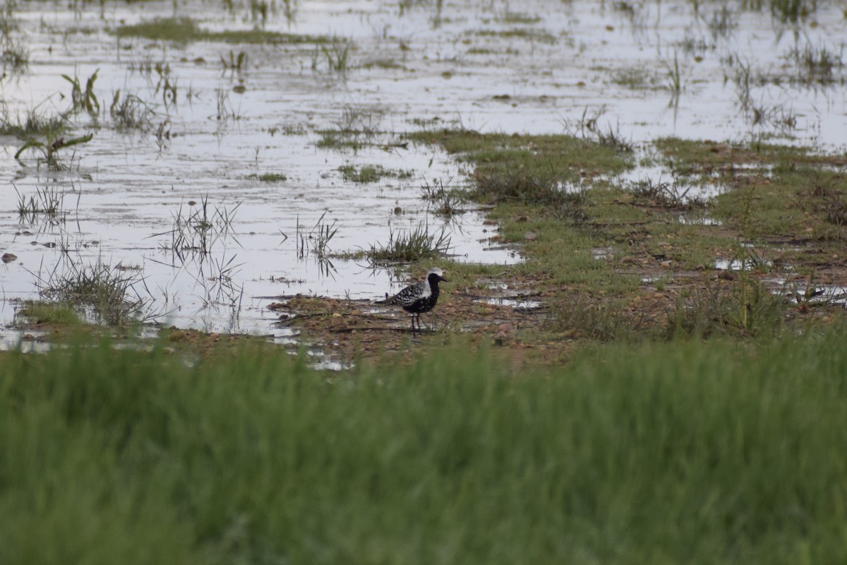 Black-bellied Plover - ML657445493