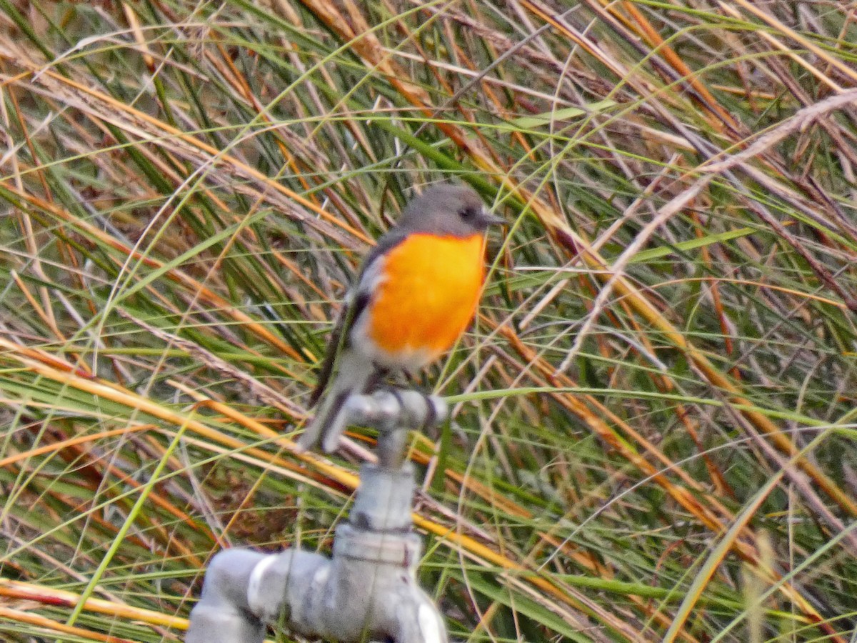 Flame Robin - ML657445522