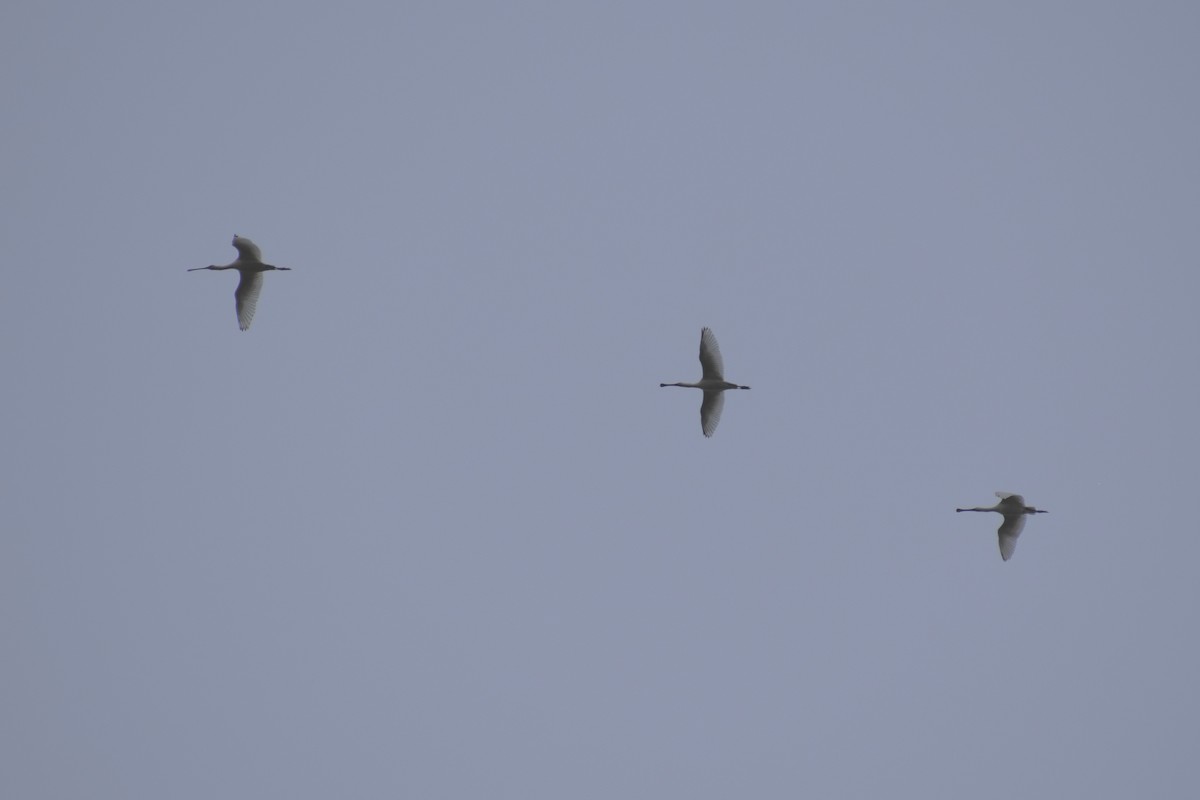 Eurasian Spoonbill - ML657445600