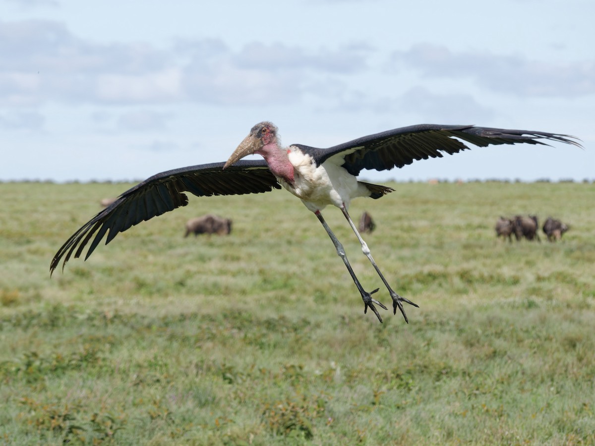 Marabou Stork - ML657446826