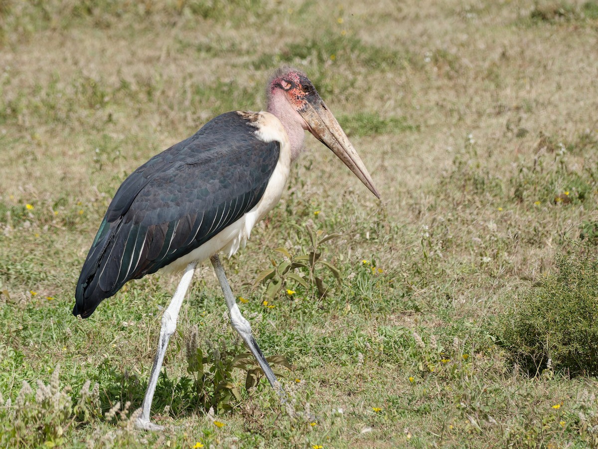 Marabou Stork - ML657446827