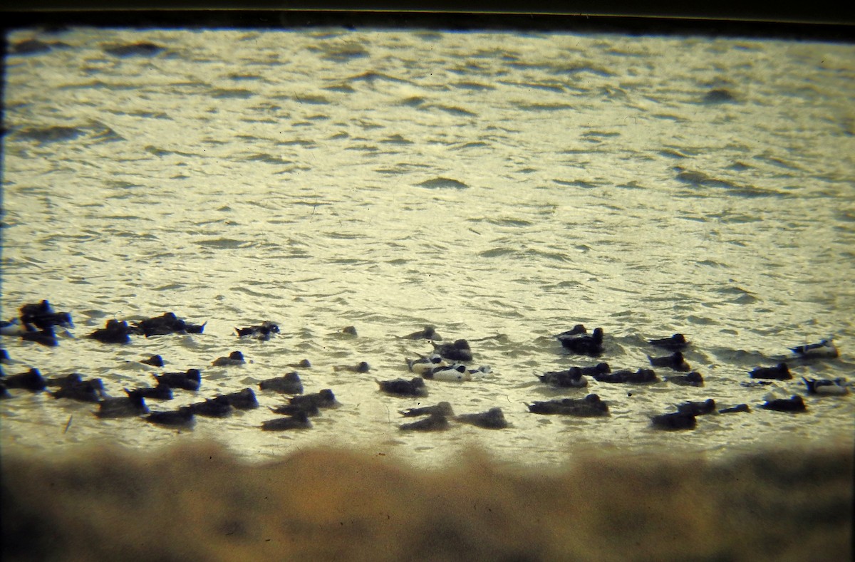 Steller's Eider - ML657446859