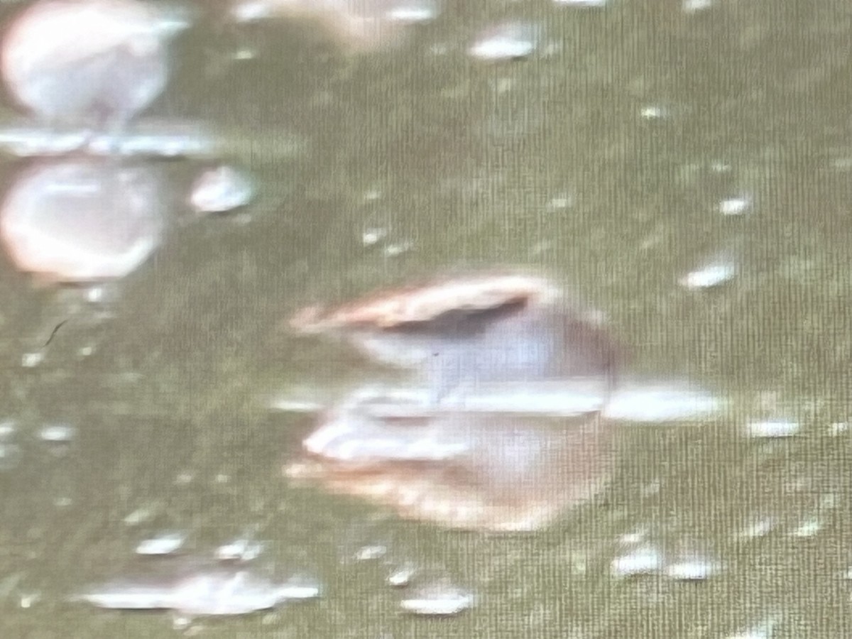 Calidris sp. (peep sp.) - ML657447020