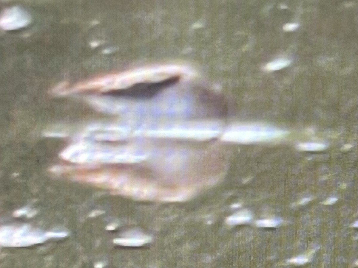 Calidris sp. (peep sp.) - ML657447021